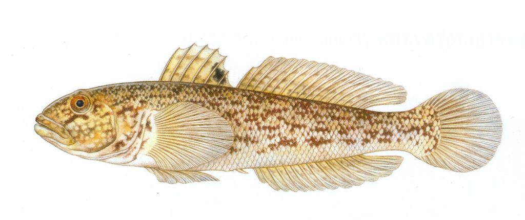Rod hlaváč