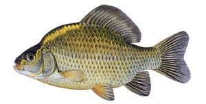 Karas stříbřitý