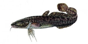 Mnik jednovousý