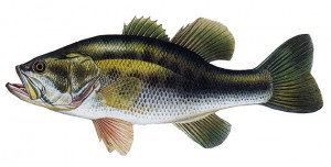 Black bass ( rod okounek / micropterus )